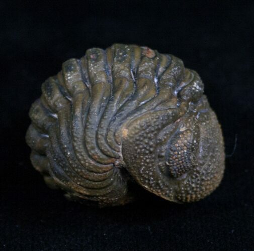 Very Detailed Enrolled Barrandeops (Phacops) Trilobite #4742